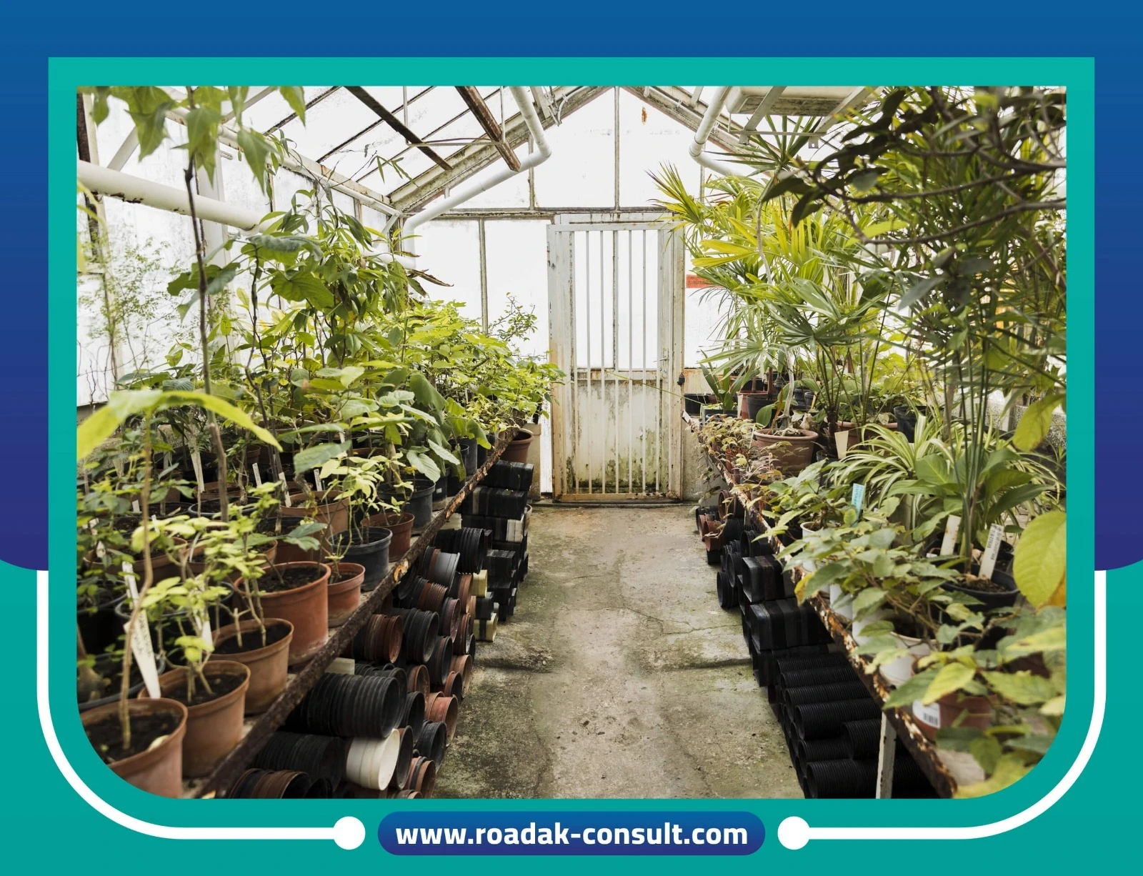 دراسة جدوى مشتل نباتات بعائد 32 %