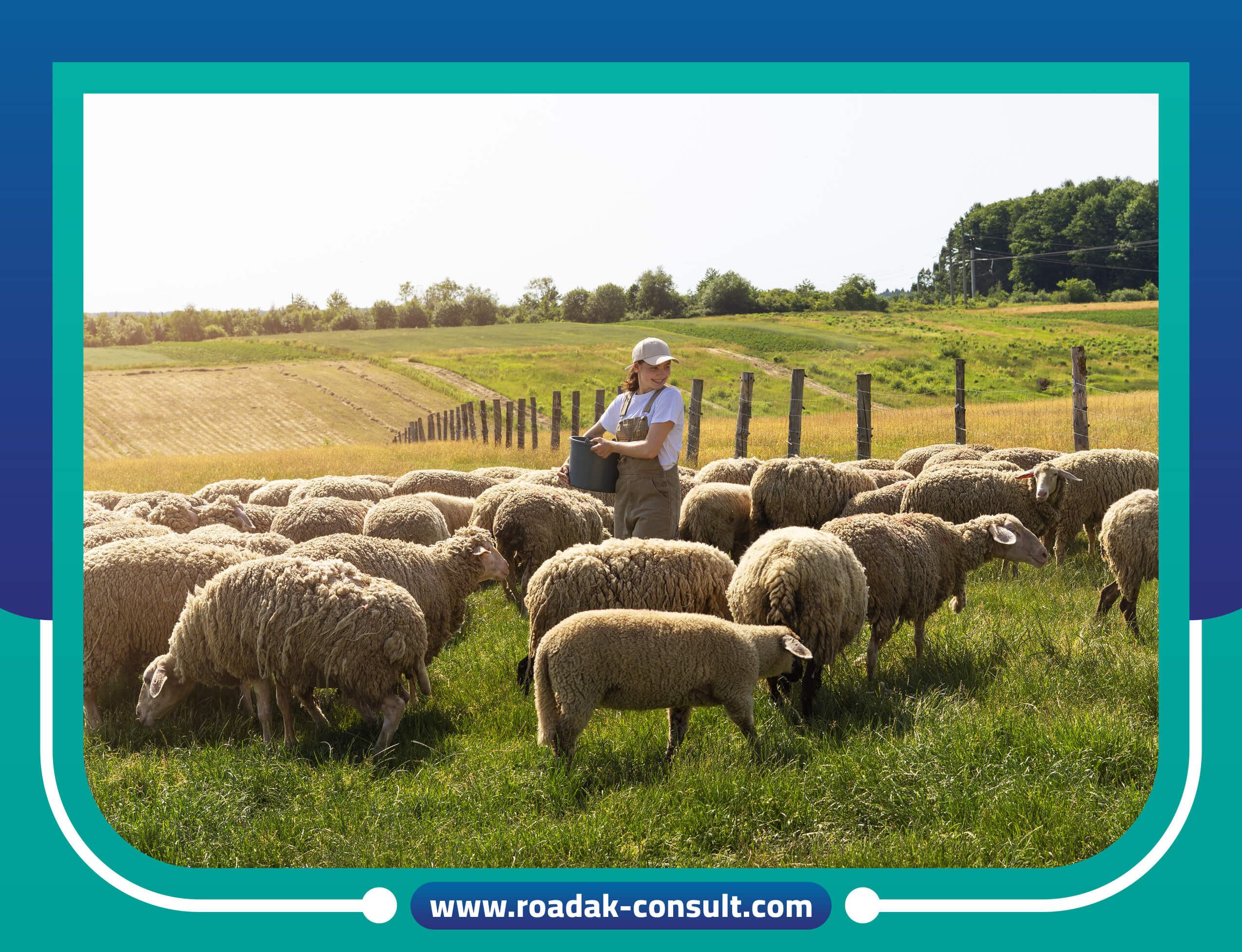 مشروع نربيه اغنام