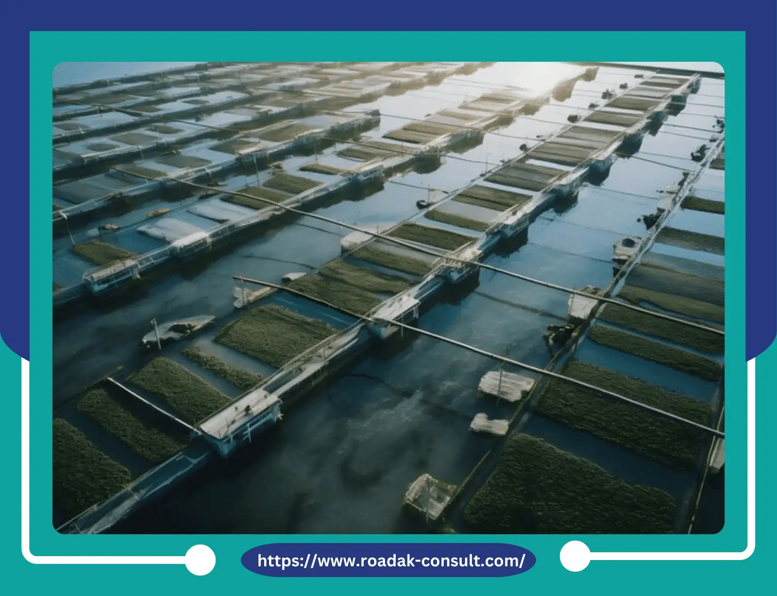 دراسة جدوى مشروع الاستزراع السمكي بعائد 40%