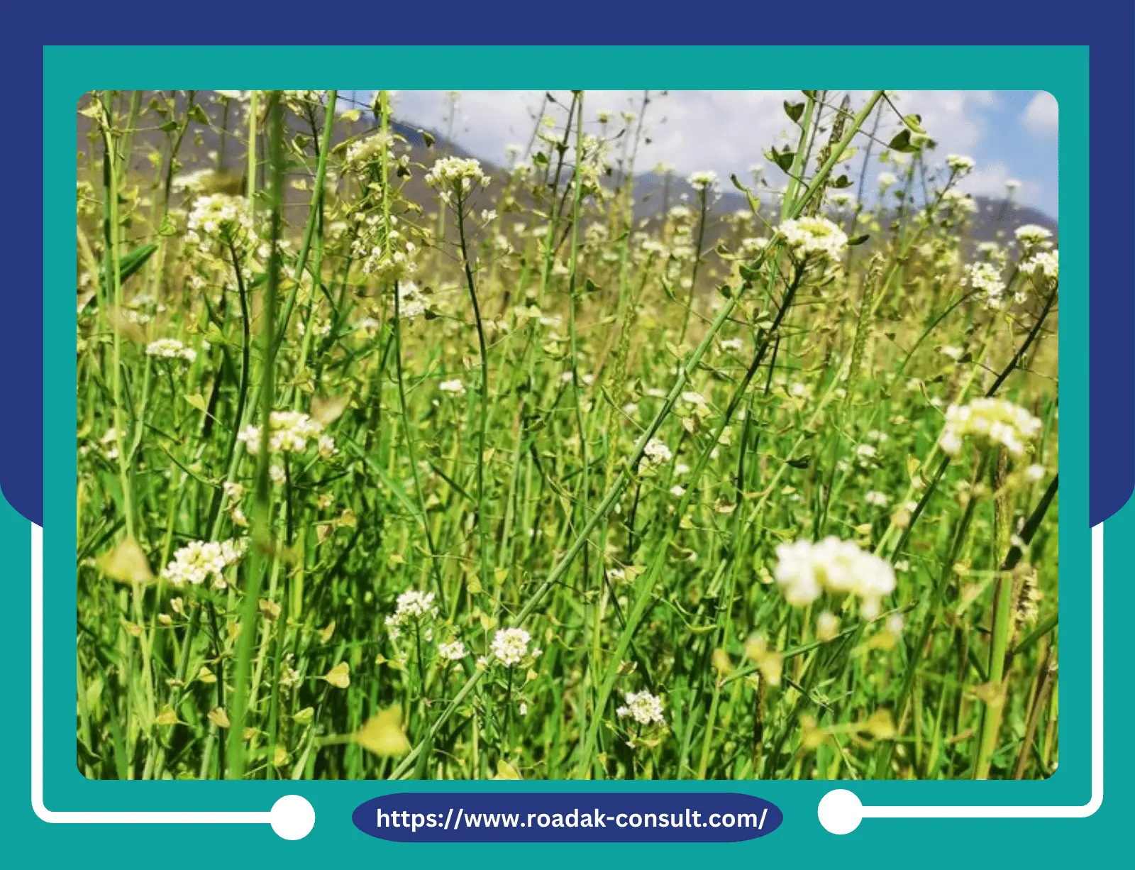 دراسة جدوى زراعة الكمون