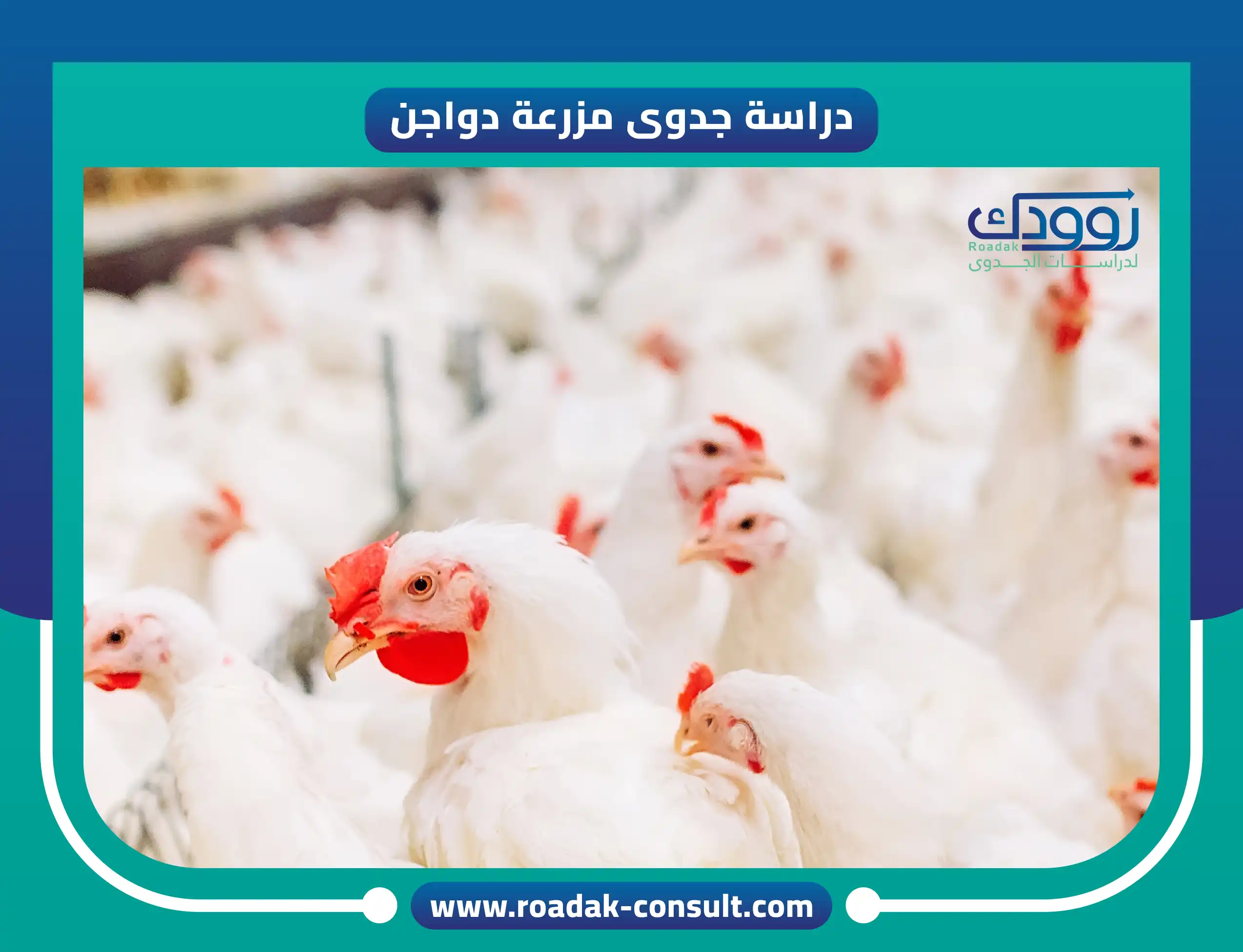 دراسة جدوى مزرعة دواجن