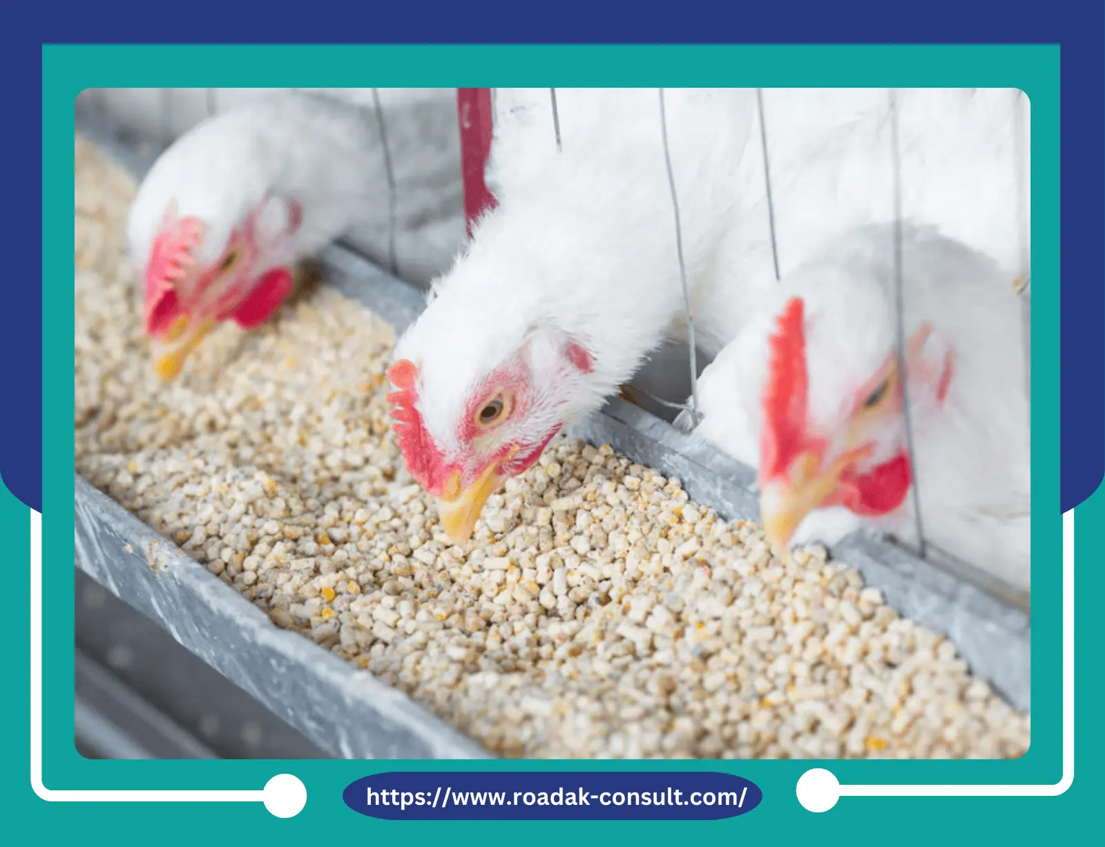 دراسة جدوى مصنع أعلاف الدواجن